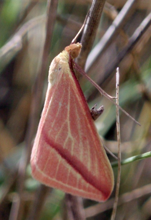 Spagna: La regione  de Monegros, paradiso entomologico